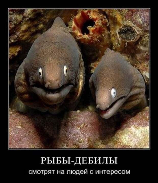 Ржачные демотиваторы на выходные