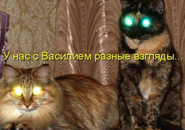 Смешные животные из КотоМатрицы (49 шт.)