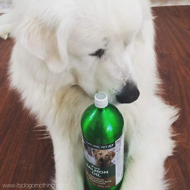Great Pyrenees with Only Natural Pet Salmon Oil