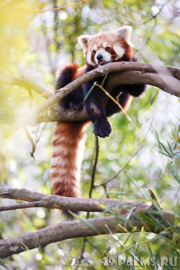 Красная панда Блог Павла Аксенова, животные, красная панда, фото животных