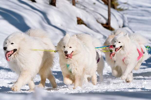 Спецпосланника Трампа отстранили от гонок на упряжках в Гренландии
