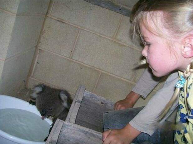 Не   растерялась животные, жизнь, случаи, смешное