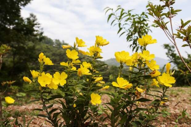 Ослинник кустарниковый, или Энотера кустарниковая (Oenothera fruticosa)