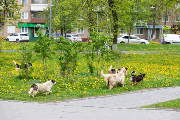 В России могут запретить подкармливать бездомных животных вблизи многоэтажек