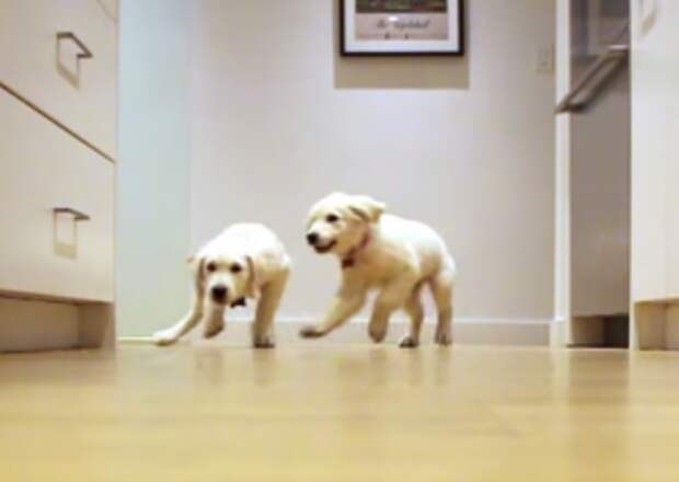 Ever Wonder Why We Have Pets? This Video Will Explain All You Need to Know