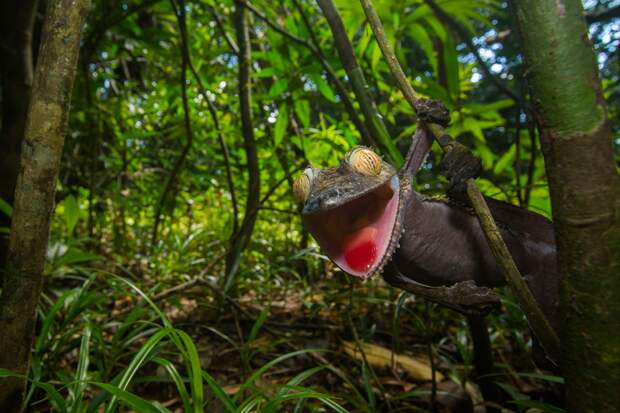 Mandatory Credit: Photo by Sam Rowley/Solent News/REX Shutterstock (5145992a) Gecko appearing to grin Gecko appears to be grinning, Nosy Mangabe Island, Africa - Sep 2015 *Full story: http://www.rexfeatures.com/nanolink/r3uh A sneaky gecko tries to hide itself with camouflage against a tree - only to jump up and do its best impression of Kermit the Frog. The foot-long creature cleverly disguises itself to warn off predators in the shape of Coua birds circling in the tree tops. However, upon realising its veil has been broken, the large gecko soon reveals itself to be a comedy character. Cheekily, it hangs from a branch of the tree before revealing a large grin much like the infamous Muppet creation. Photographer Sam Rowley, a third-year biology student at Bristol University, spotted the gecko on a trip to Nosy Mangabe Island just off the coast of Madagascar in Africa. The 20-year-old Londoner said: "They are usually only a few metres off the ground on a trunk, making it easier to spot. "Nosy Mangabe is the best place to see them as there are fewer predatory couas, a large species of bird, present. You need a lot of luck.