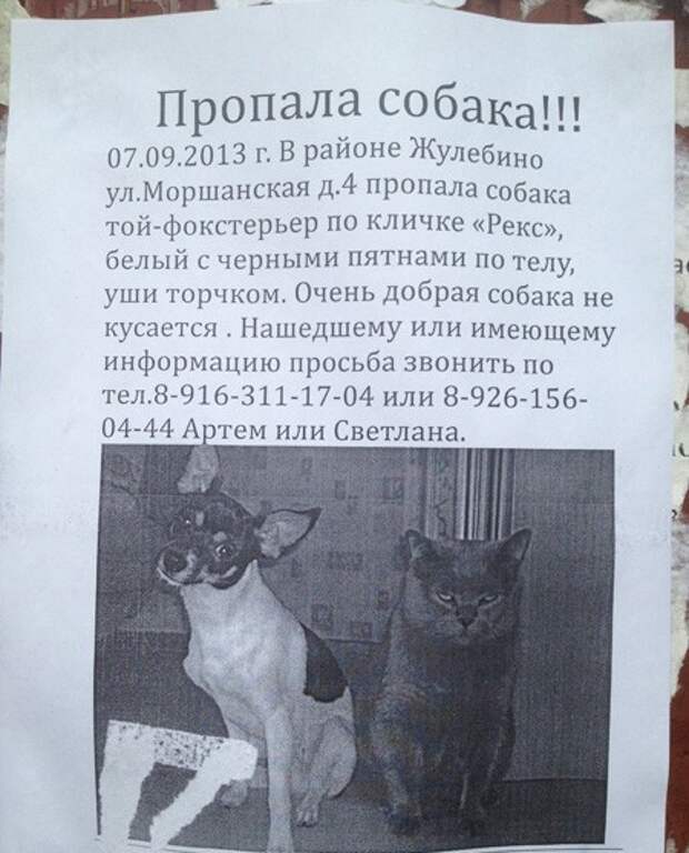 Вам тоже кажется, что кот знает больше всех? животные, коты, прикол, юмор