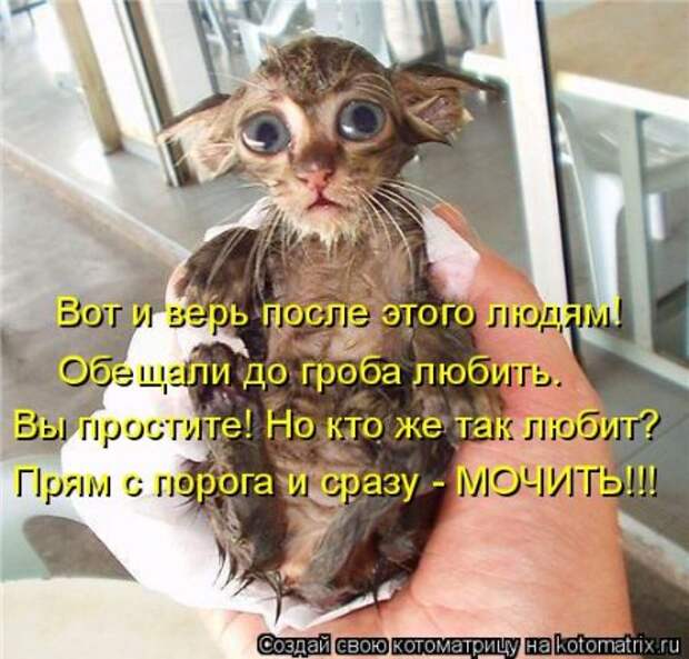 Прикольные коты в котоматрицах.