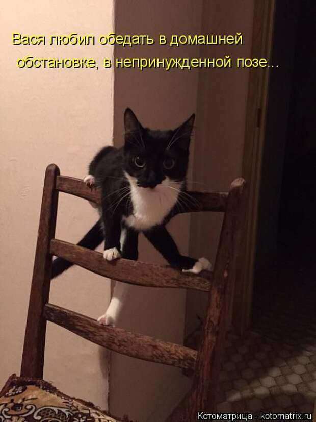 Лучшие котоматрицы недели