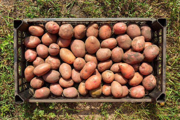 Экологически чистая картошка сегодня на вес золота
