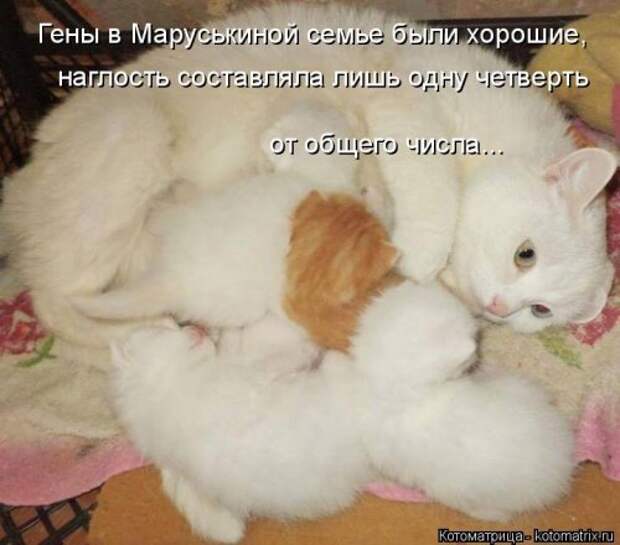 Новая котоматрица для хорошего настроения (30 фото)
