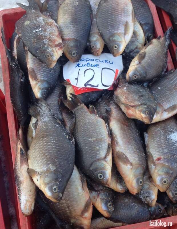 Фото приколы по-русски. Подборка - 279 (80 фото)