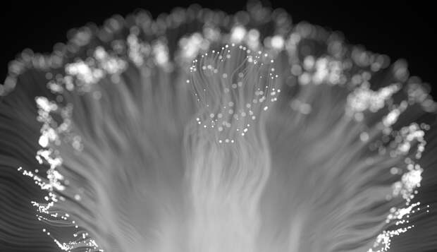 Вечное сияние флоры