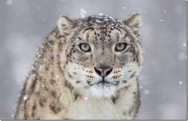 snow-leopard-2