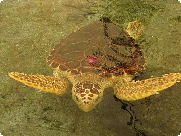 Логгерхед или головастая черепаха (лат. Caretta caretta)