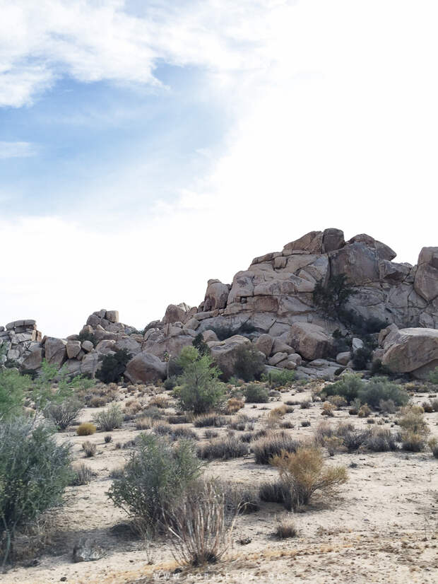 Joshua-Tree-National-Park-13.jpg