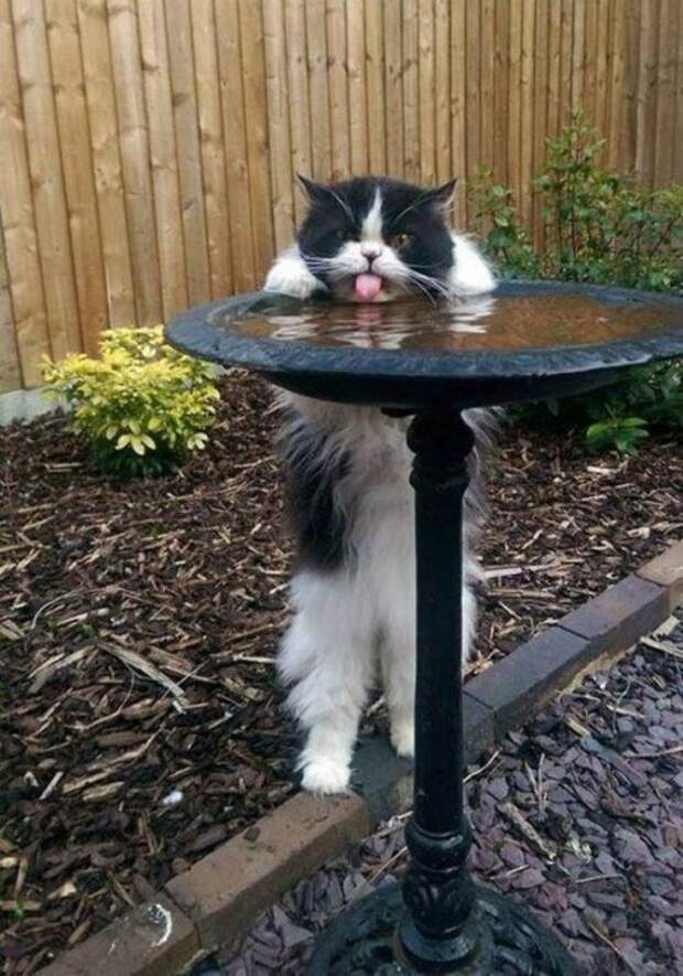 КОТОприколы  (32 фото)