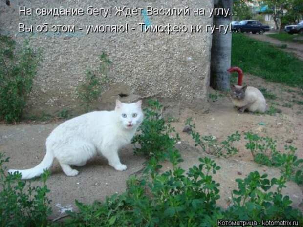 котоматрицы (50 фото)