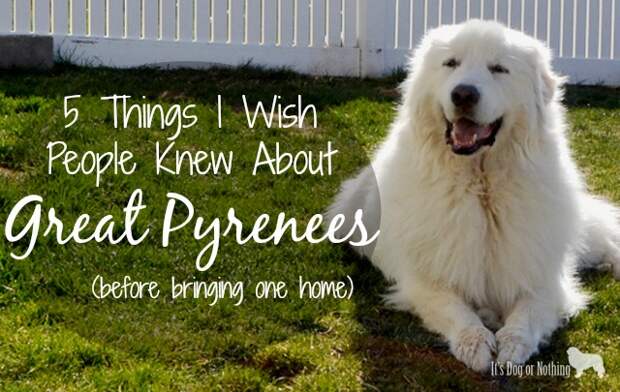 5 Things I Wish People Knew About Great Pyrenees (before bringing one home)