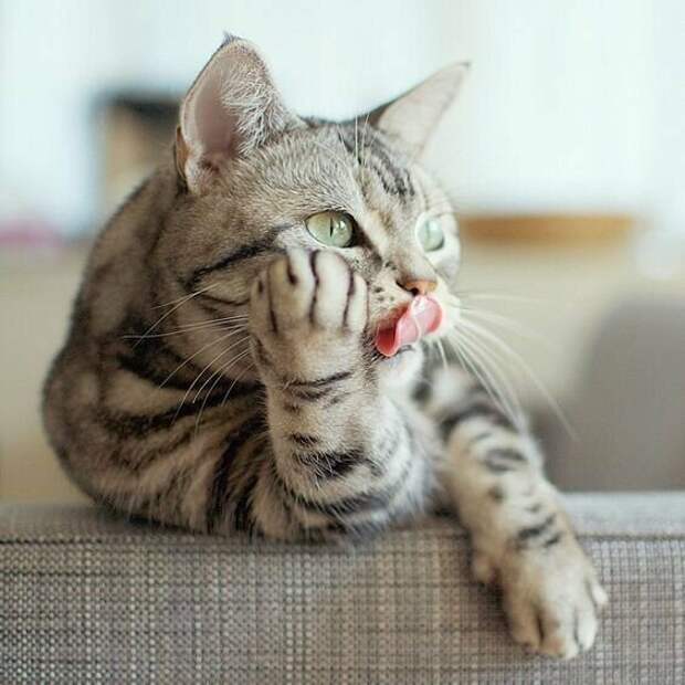 Коты, которым самое место в драмкружке