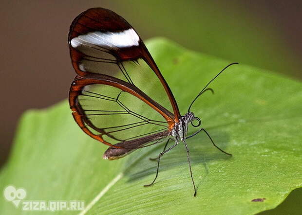 Грета Ото - стеклянная бабочка (15 фото)