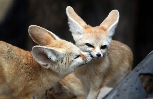 cute-animals-kissing-valentines-day-55__880