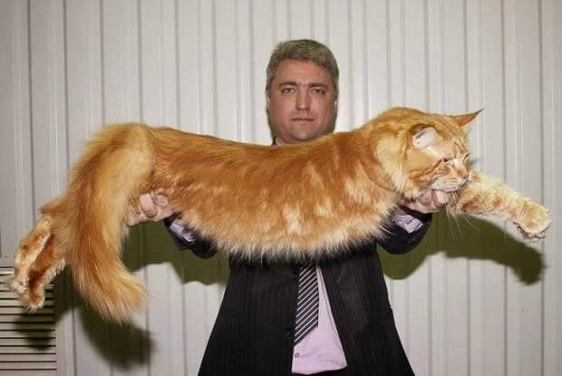 Большие коты