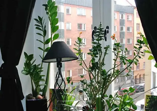 Отцветший каланхоэ нуждается в подкормках Отцветший каланхоэ нуждается в подкормках