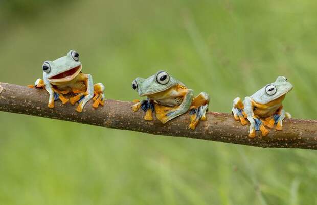 Frogs on the branch 