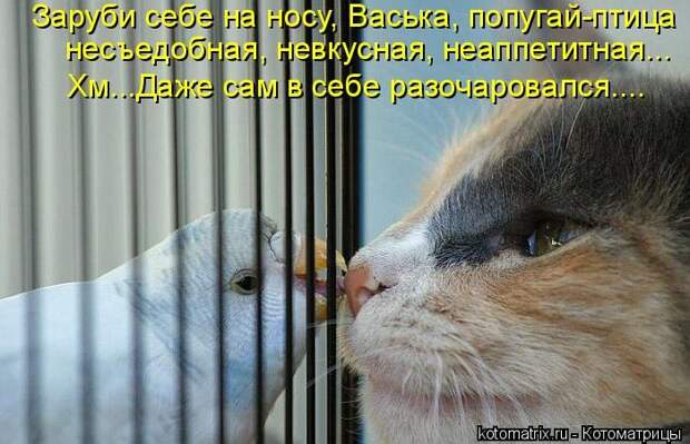 Мысли вслух :)