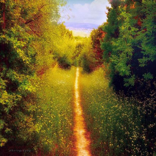 Таинственный лес от Ildiko Neer