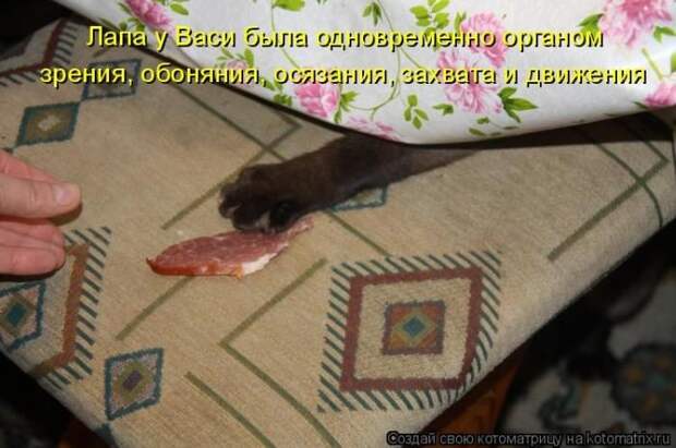 Лучшие котоматрицы недели