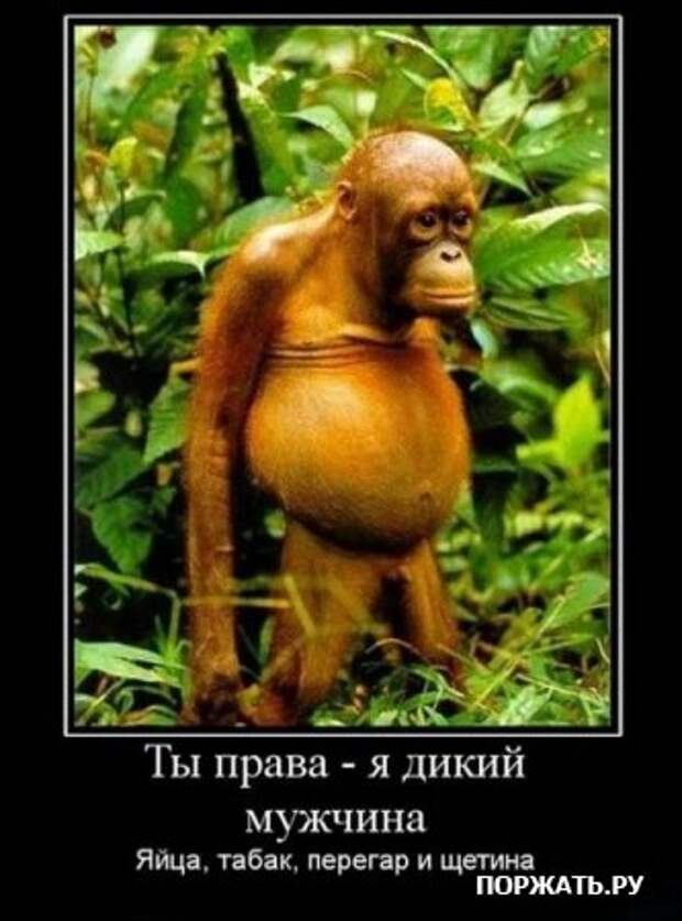 Демотиваторсы