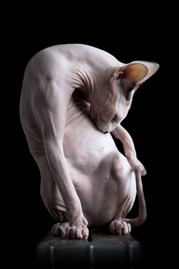 Инопланетная красота кошек породы сфинкс  кошка, портрет, сфинкс