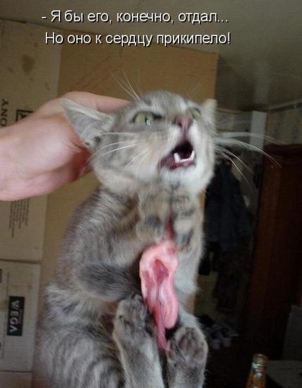 Котоматрица 14