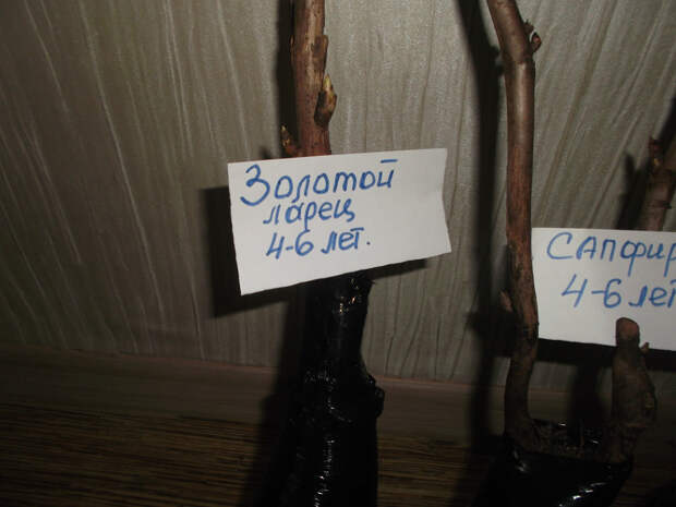 ВСЕ О ДРЕВОВИДНЫХ ПИОНАХ! ВСЕ О ДРЕВОВИДНЫХ ПИОНАХ!