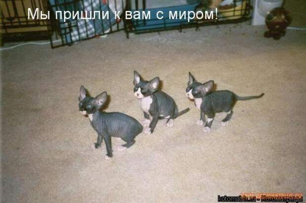 Животный позитивчик