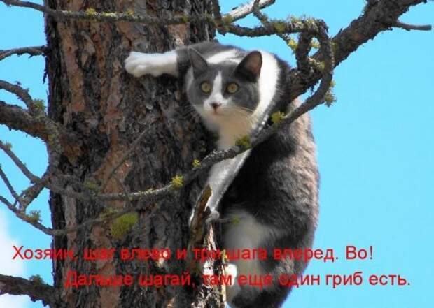 Котоматрица 14