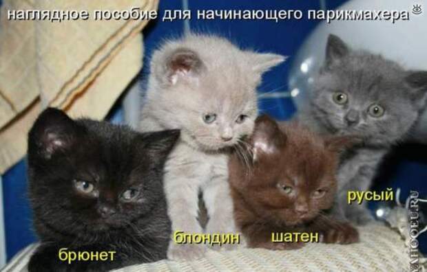 Забавные и жизнерадостные звери 26