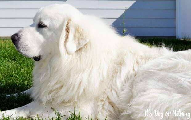 Have you thought about adding a Great Pyrenees to your family? Here's a basic guide to determine if a pyr might be a good fit!