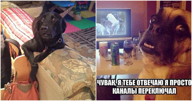 Был пойман с поличным, раскаиваюсь в содеянном! Был пойман с поличным, раскаиваюсь в содеянном! животные, поймали, прикол