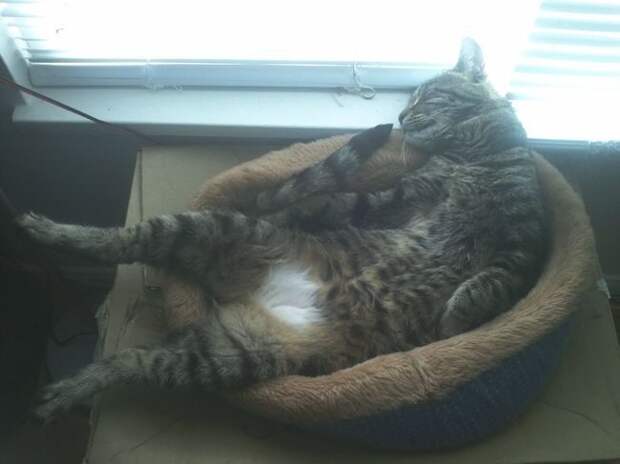 Самые ленивые коты на свете