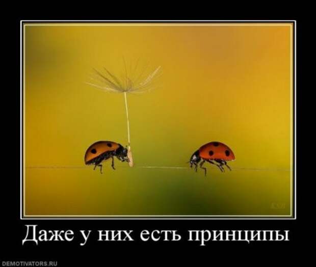 Демотиваторы со смыслом новые.