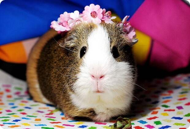 Морская свинка (лат. Cavia porcellus)
