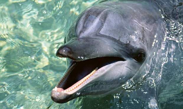 Зубы дельфина - Интересные факты о дельфинах