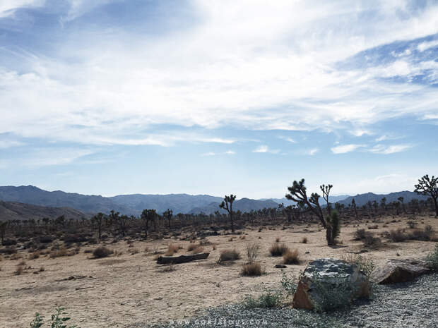 Joshua-Tree-National-Park-8.jpg