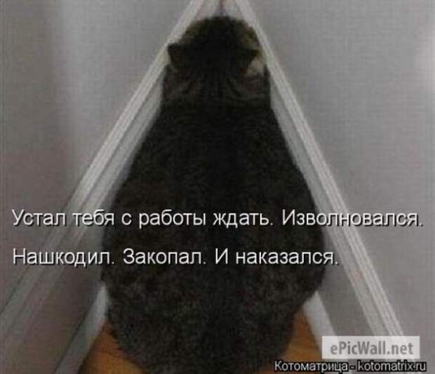 Котоматрицы