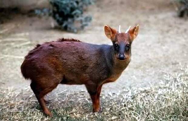 Самый маленький олень на земле, в мире Северный пуду (Pudu mephistophiles), фото олени фотография