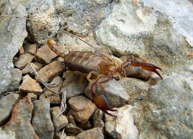 Крымский скорпион: описание вида и что делать при укусе