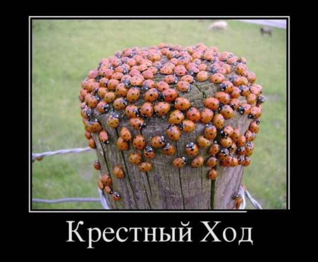 Демотиваторы. Подборка chert-poberi-chert-poberi-58490425032020-5 картинка chert-poberi-58490425032020-5